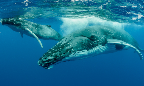 baleines à bosse en Nouvelle-Calédonie 