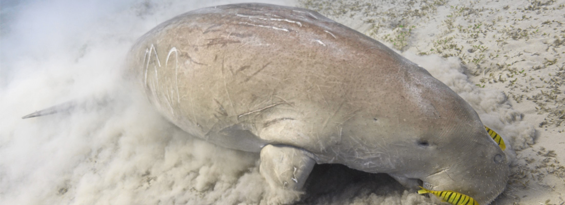 Dugong en nouvelle caledonie