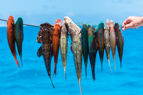 Peche en Nouvelle Caledonie