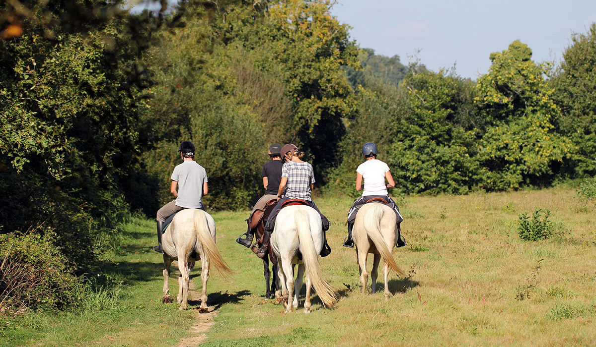 Cheval Nouvelle-Calédonie