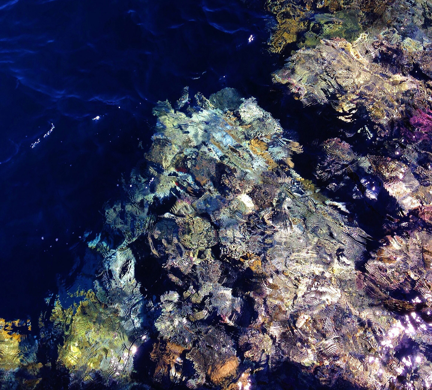 Fonds marins à observer