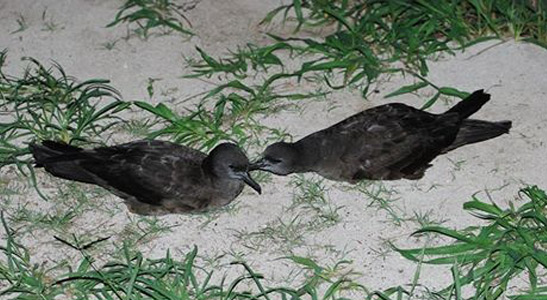 Deux pétrels sur le sable