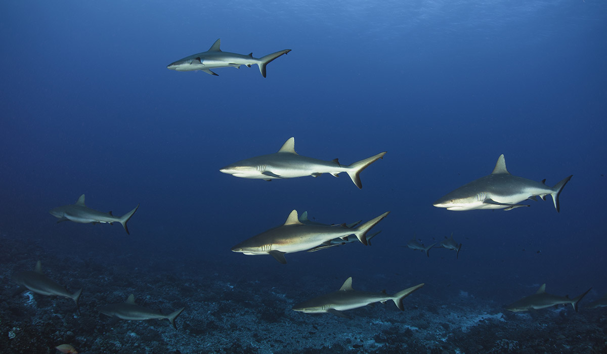 Plongée Requins Nouvelle-Calédonie