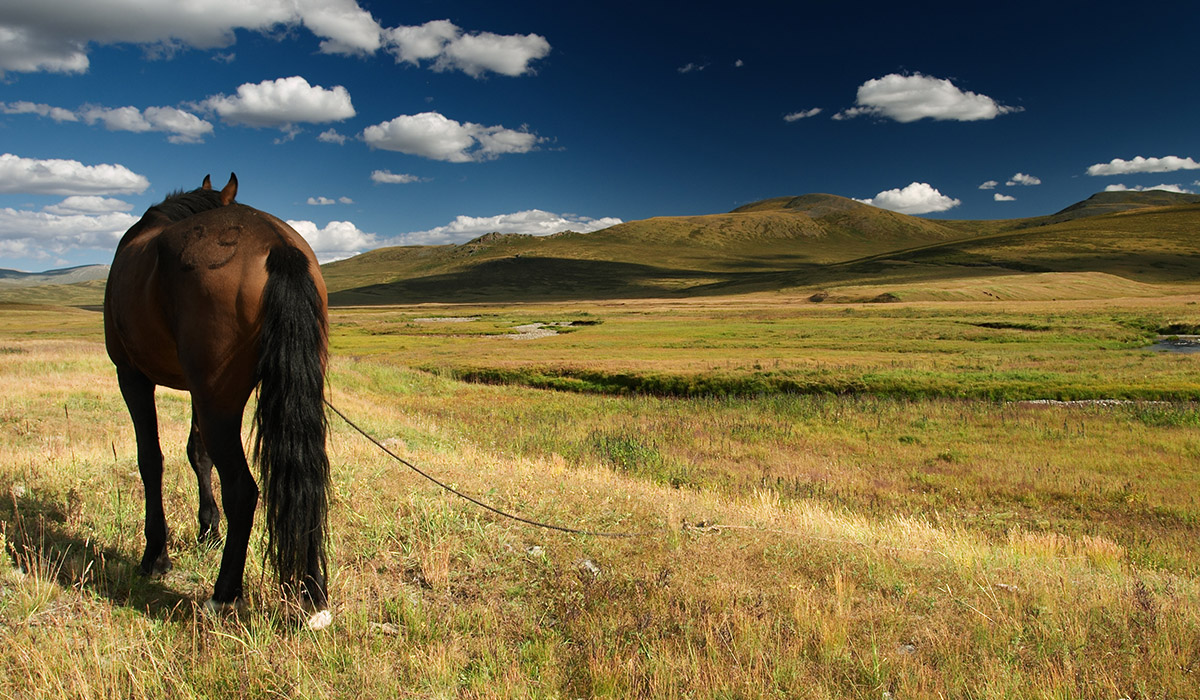 Pocquereux Randonnées à cheval Nouvelle-Calédonie