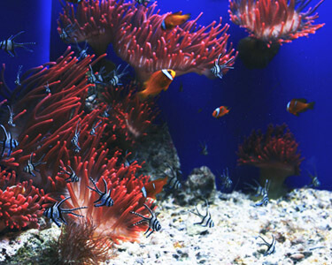 L'aquarium des lagons à Noumea