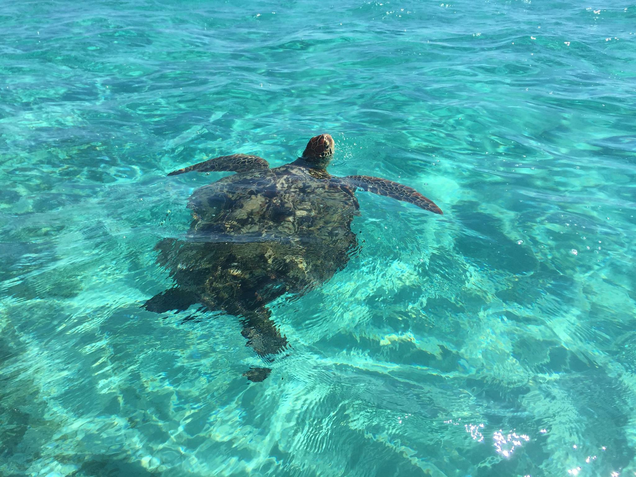 Tortue Nouvelle-Calédonie