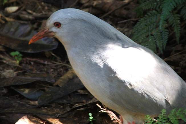 Le Cagou emblème de la Calédonie