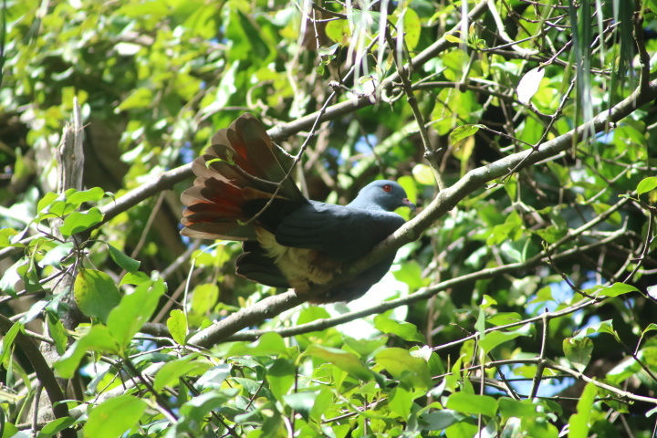 Pigeon endémique