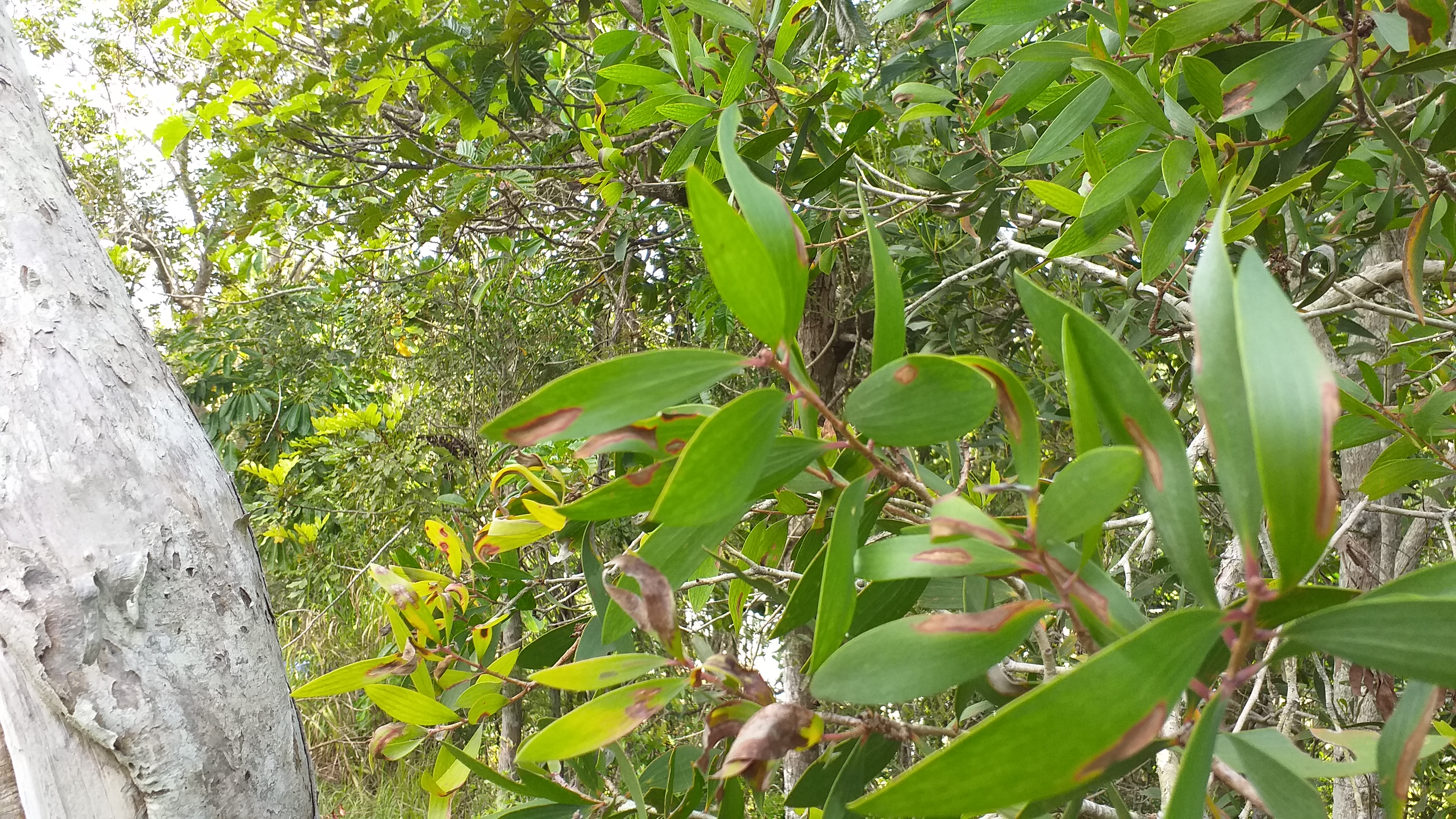 Le Niaouli - Melaleuca quinquenervia