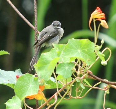 Le Rhipudure gris, le Rhipiduridae 