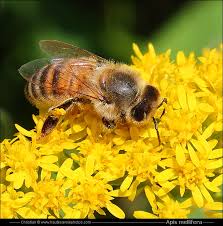 APIS MELLIFERA