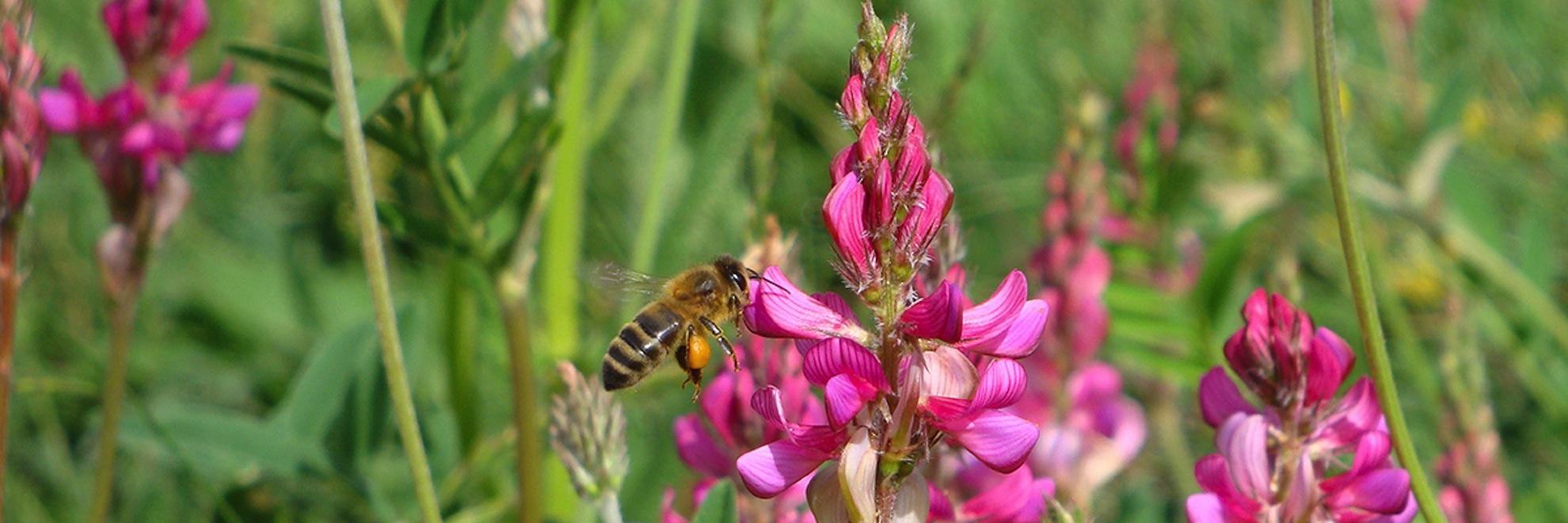 Protégeons les abeilles