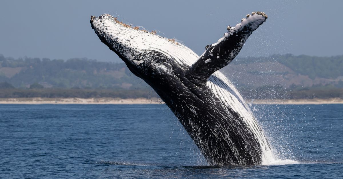 saut de baleine à bosse en Nouvelle-Calédonie