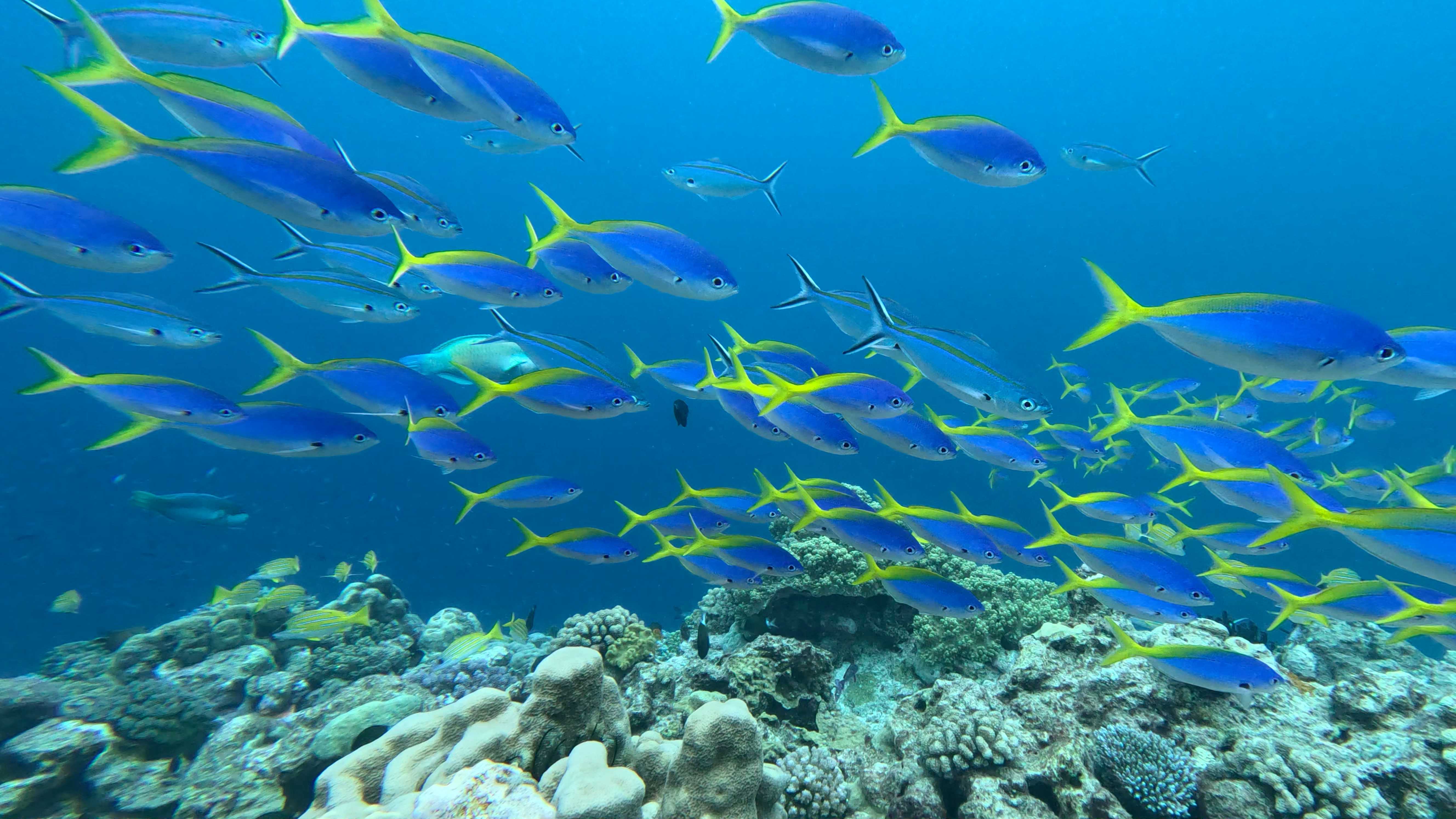 poisson snorkeling ouvéa