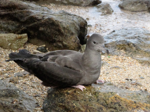 Le pétrel, l’oiseau marin de Nouvelle-Calédonie