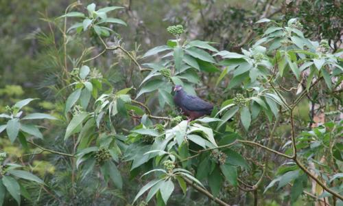 Le Pigeon endémique de Nouvelle Calédonie